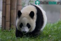 Ảnh Đời sống tình dục đặc biệt của gấu trúc