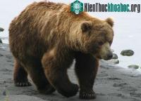 Ảnh Gấu nâu tại Áo lần thứ hai bị tuyên bố tuyệt chủng