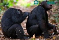 Ảnh Tinh tinh đa dạng về gene hơn người