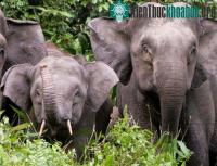 Ảnh Voi Sumatra đang đứng bên bờ vực tuyệt chủng
