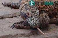 Ảnh Thế giới kỳ thú của loài rồng Komodo