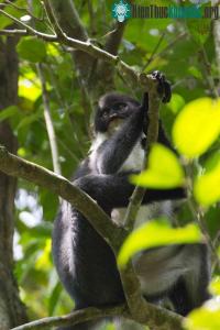 Ảnh Tìm thấy một giống khỉ quý hiếm trên đảo Borneo