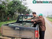 Ảnh Thả 37 cá thể động vật quý hiếm về thiên nhiên