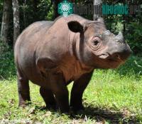 Ảnh Thêm hy vọng nhân giống thành công tê giác Sumatra