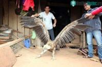 Ảnh Chim lạ bên hồ sông Đà là đại bàng đầu trọc
