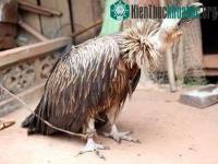 Ảnh Sơn La: Phát hiện một con chim lạ bên hồ Sông Đà