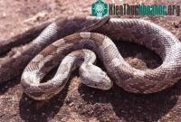 Ảnh Rắn có thể nghe con người trò chuyện