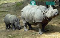 Ảnh Tê giác Sumatra ở Malaysia được kết đôi để nhân giống