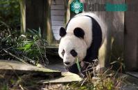 Ảnh Gấu trúc Trung Quốc trở lại Anh sau 20 năm