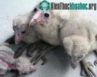 Ảnh Chim lạ "khổng lồ" bắt trong nhà dân chính là cú lợn