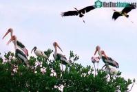 Ảnh Chim quý hiếm đang xuất hiện nhiều ở Hòn Đất