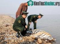 Ảnh Phát hiện xác hổ quý ở Trung Quốc