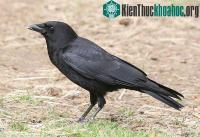 Ảnh Quạ thu hút bạn tình giống như người