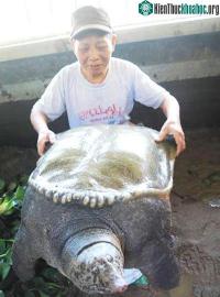 Ảnh Phát hiện ba ba nặng 50kg ở Tây Bắc