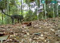 Ảnh Nhiều loài mèo quý hiếm ở Indonesia có thể tuyệt chủng