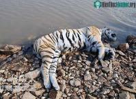 Ảnh Phát hiện hổ Siberia ở Trung Quốc