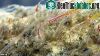 Ảnh Phát hiện giun thây ma kỳ dị