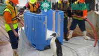 Ảnh “Happy Feet” được giải phóng xuống Nam Đại Dương