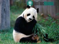 Ảnh Trung Quốc sắp gửi gấu trúc cho Nhật Bản