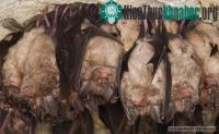 Ảnh Tranh cãi vì xây "nhà" cho dơi