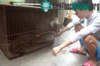 Ảnh Bắt được cá sấu trong mương nước Hà Nội