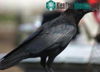 Ảnh Phát hiện mới về trí thông minh của loài quạ
