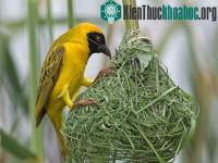 Ảnh Kỹ năng làm tổ của chim không phải di truyền