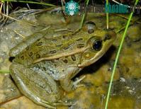 Ảnh Một số loài ếch nhái thoát khỏi nạn tuyệt chủng do nấm Chytridiomycosis