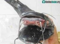 Ảnh Cá trê đen hai đầu, 10 râu kỳ quái