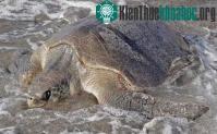 Ảnh Bình Định: Rùa biển quý hiếm vào bờ đẻ trứng