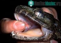 Ảnh Phát hiện ếch có răng nanh ở Indonesia