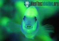 Ảnh Cá phát sáng hình quả trứng