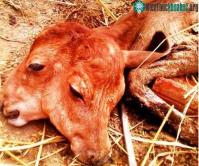 Ảnh Bò mẹ sinh bê con 2 đầu