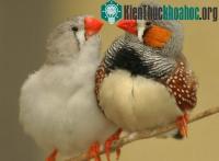 Ảnh Chim sẻ đực cũng chơi trò đồng tính