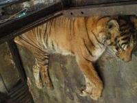 Ảnh Động vật ở Vườn thú Indonesia đang lâm nguy