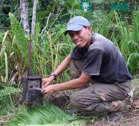 Ảnh Tìm thấy loài rái cá lông mũi quý hiếm ở đảo Borneo