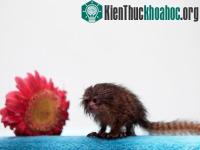 Ảnh Phát hiện chú khỉ nhỏ bằng bông hoa đồng tiền
