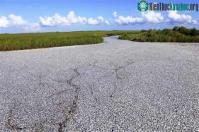 Ảnh Bàng hoàng với bạt ngàn cá chết ở Louisiana