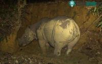 Ảnh Chụp được ảnh tê giác Sumatra mang thai