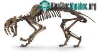 Ảnh 10 loài động vật có vú kỳ lạ