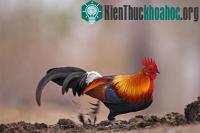 Ảnh Giống cái càng hấp dẫn khả năng thụ thai càng cao