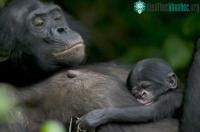 Ảnh Loài Bonobo rất gần gũi với con người