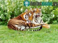 Ảnh Chuyện yêu đương của vị chúa rừng xanh