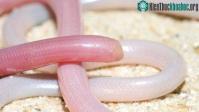 Ảnh Phát hiện một loài rắn mù mới