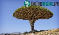 Ảnh Khả năng sinh tồn độc đáo trong giới tự nhiên