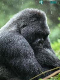 Ảnh Gorilla ăn thịt khỉ