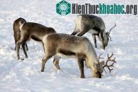 Ảnh Tuần lộc ở Bắc cực không dùng đồng hồ sinh học