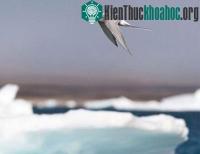 Ảnh Nhạn biển bắc cực - quán quân đường bay di trú