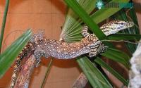 Ảnh Singapore nhân giống thành công rồng Komodo