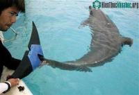 Ảnh Gắn đuôi giả cho cá heo!